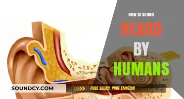 How Humans Hear: The Science Behind Sound Perception Explained
