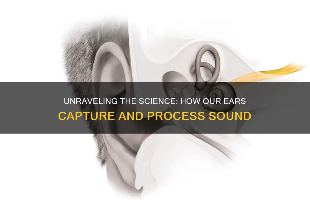 how is sound heard by us