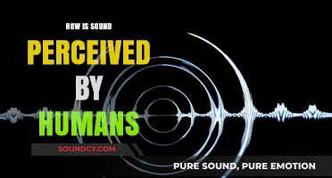 Unraveling the Mysteries of Human Sound Perception and Processing