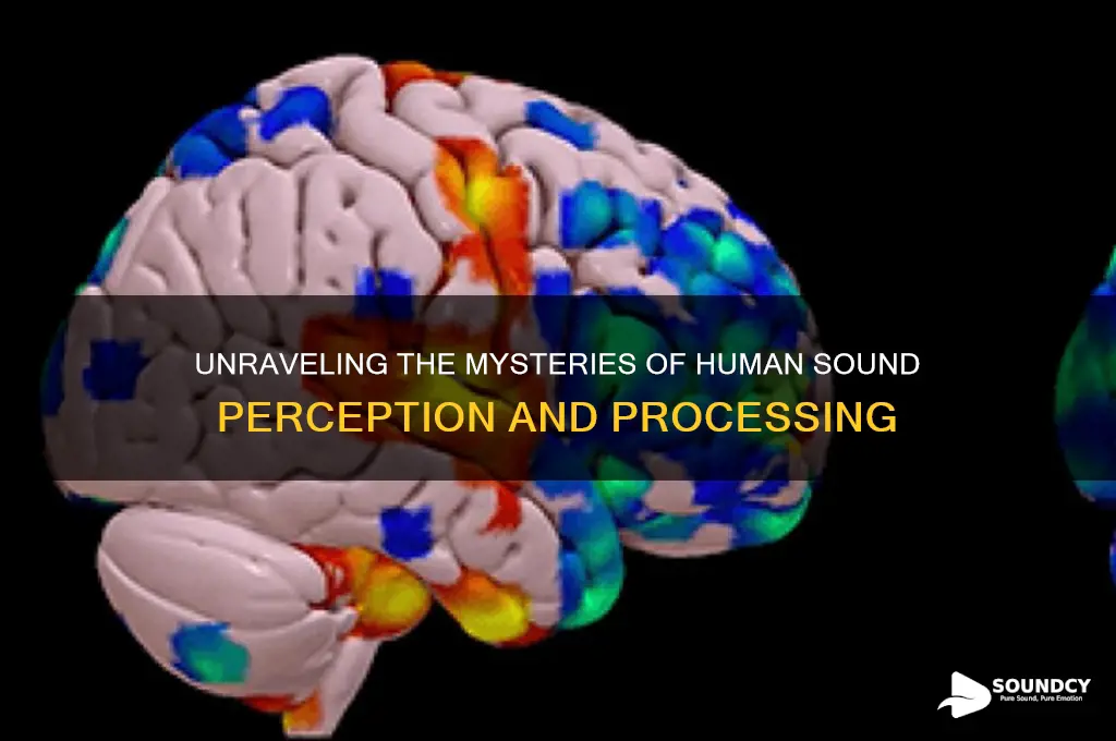 how is sound perceived by humans