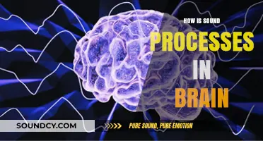 Unraveling the Brain's Complex Sound Processing Mechanisms