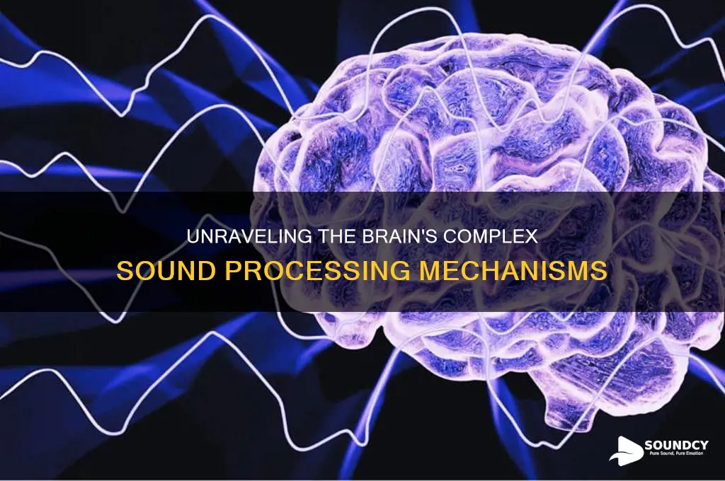 how is sound processes in brain
