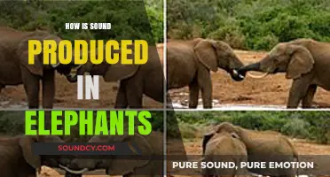 Unraveling the Mystery: How Elephants Produce Their Unique Sounds