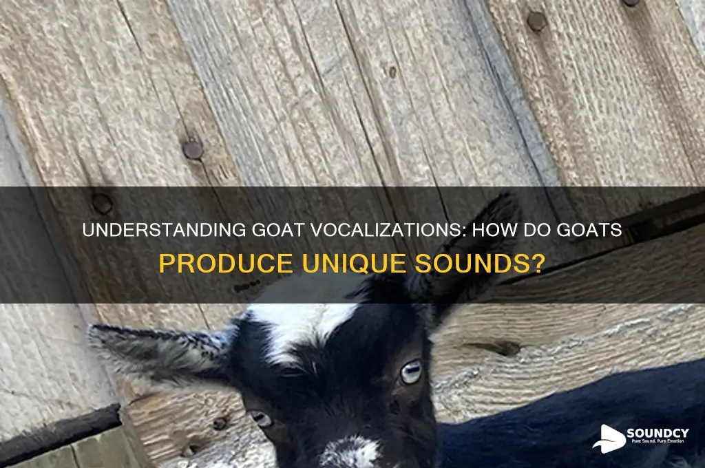 how is sound produced in goat