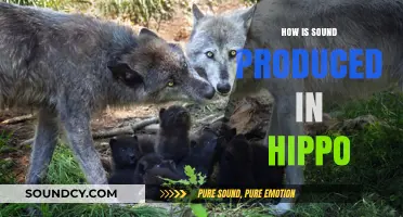 Unveiling the Unique Mechanism of Sound Production in Hippos