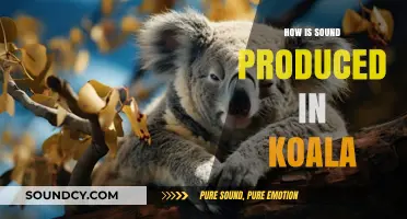 Unveiling the Unique Mechanism of Sound Production in Koalas