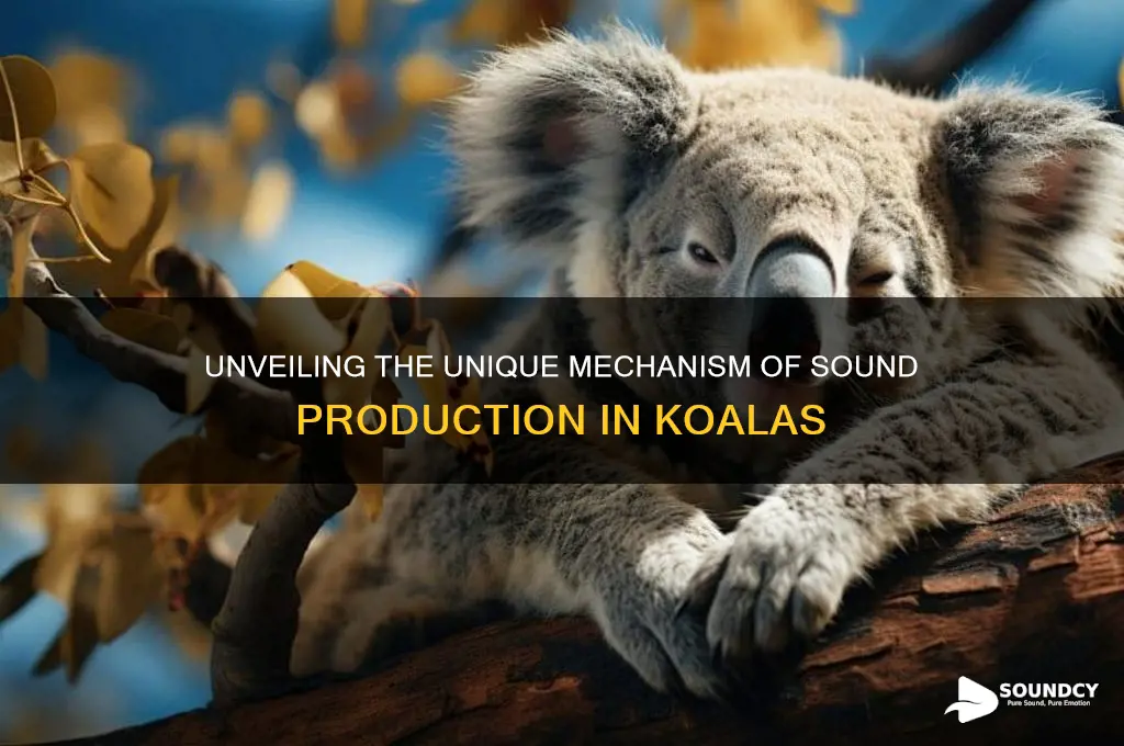 how is sound produced in koala