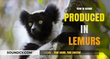 Unveiling the Unique Vocalizations: How Do Lemurs Produce Sound?