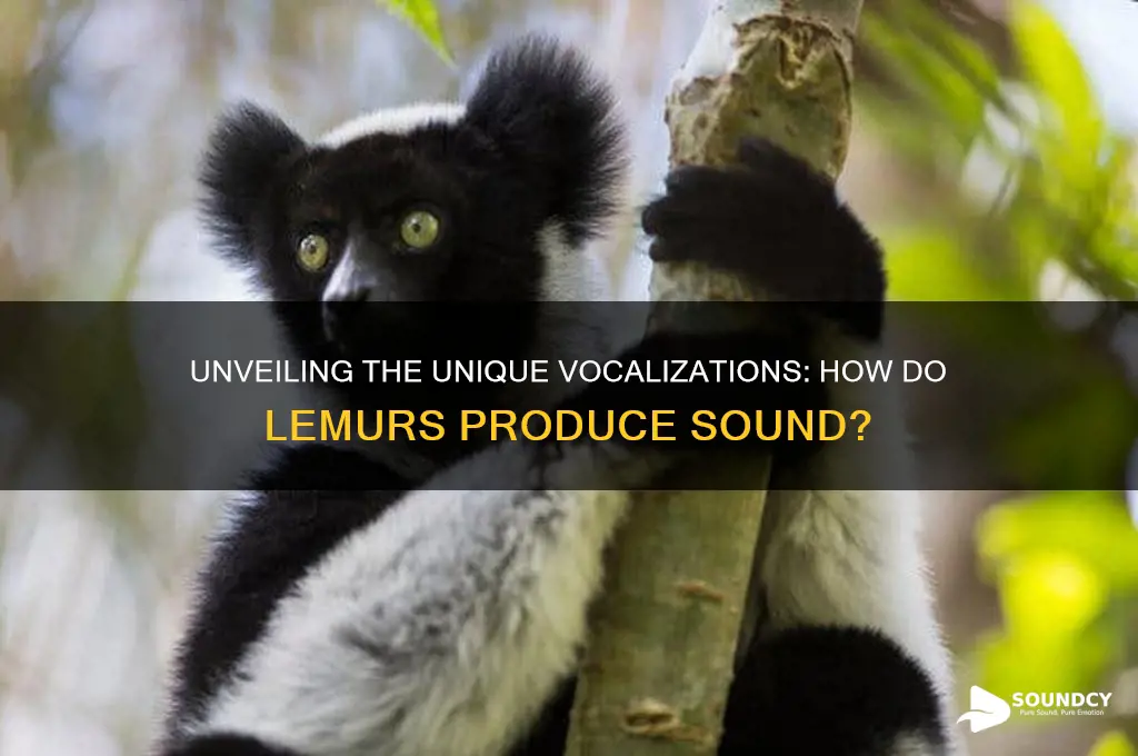 how is sound produced in lemurs