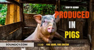 Understanding Pig Vocalizations: How Do Pigs Produce Sounds?