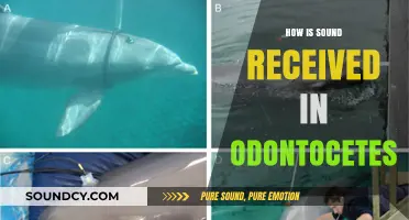 How Odontocetes Receive Sound: Unraveling Their Unique Auditory System
