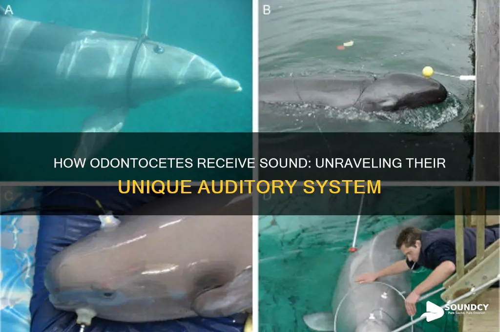 how is sound received in odontocetes
