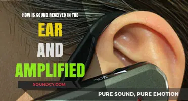 How Sound Waves Travel, Amplify, and Reach Your Inner Ear