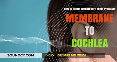 Sound's Journey: Tympanic Membrane to Cochlea Explained