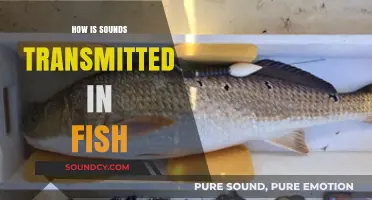 Unraveling the Mystery: How Fish Transmit and Perceive Sounds Underwater