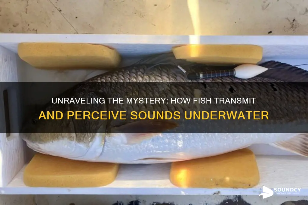how is sounds transmitted in fish