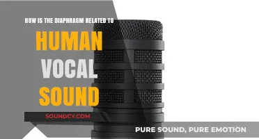 The Diaphragm's Role in Producing Human Vocal Sound Explained