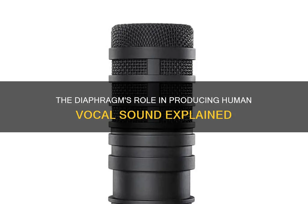 how is the diaphragm related to human vocal sound