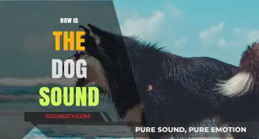 Understanding the Dog Sound: Decoding Barks, Whines, and Growls