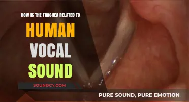 Trachea's Role in Human Vocal Sound Production Explained