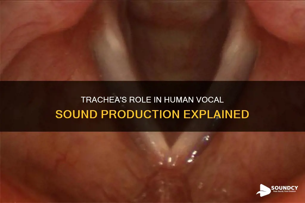 how is the trachea related to human vocal sound
