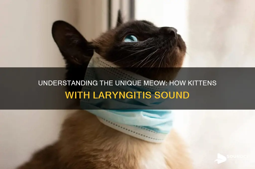 how kitten with laryngitis sound