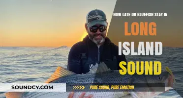 Bluefish Migration Patterns: How Late Do They Stay in Long Island Sound?