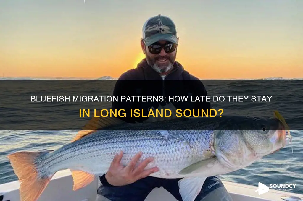 how late do bluefish stay in long island sound