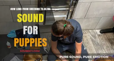 Puppy Pregnancy Timeline: Ultrasound Timing After Breeding Explained