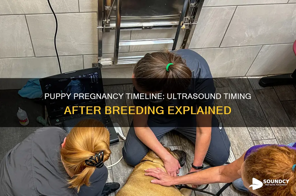 how long from breeding to ultra sound for puppies
