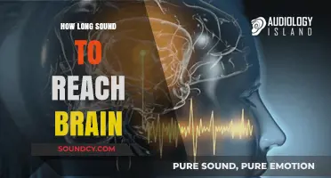 How Long Does Sound Travel to Reach Your Brain?