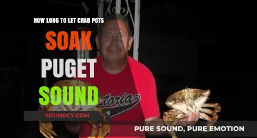 Puget Sound Crabbing: Optimal Soak Times for Your Crab Pots