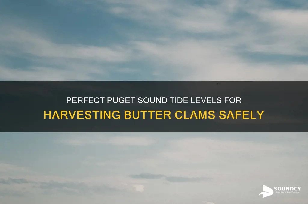 how low a tide for butter clams puget sound