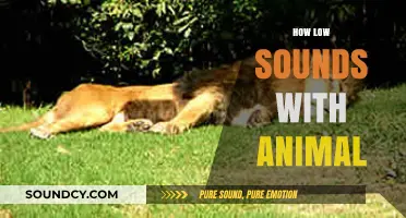 Exploring the Deep Resonance: How Low Sounds Connect Us to Animals