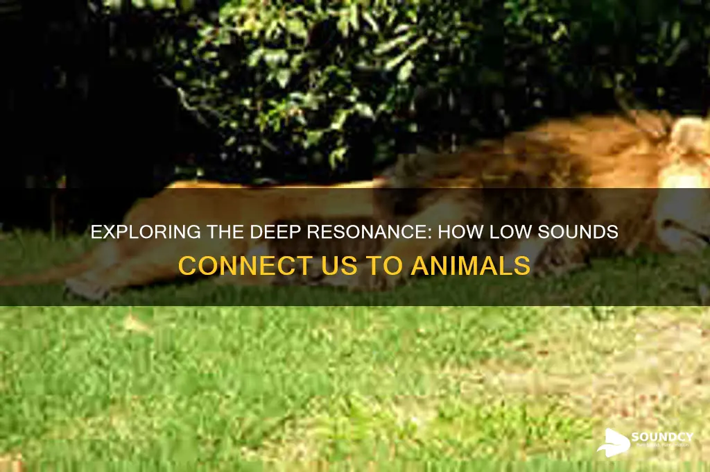 how low sounds with animal