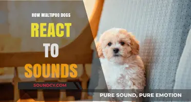 Maltipoo Sound Sensitivity: Understanding Their Reactions to Noises