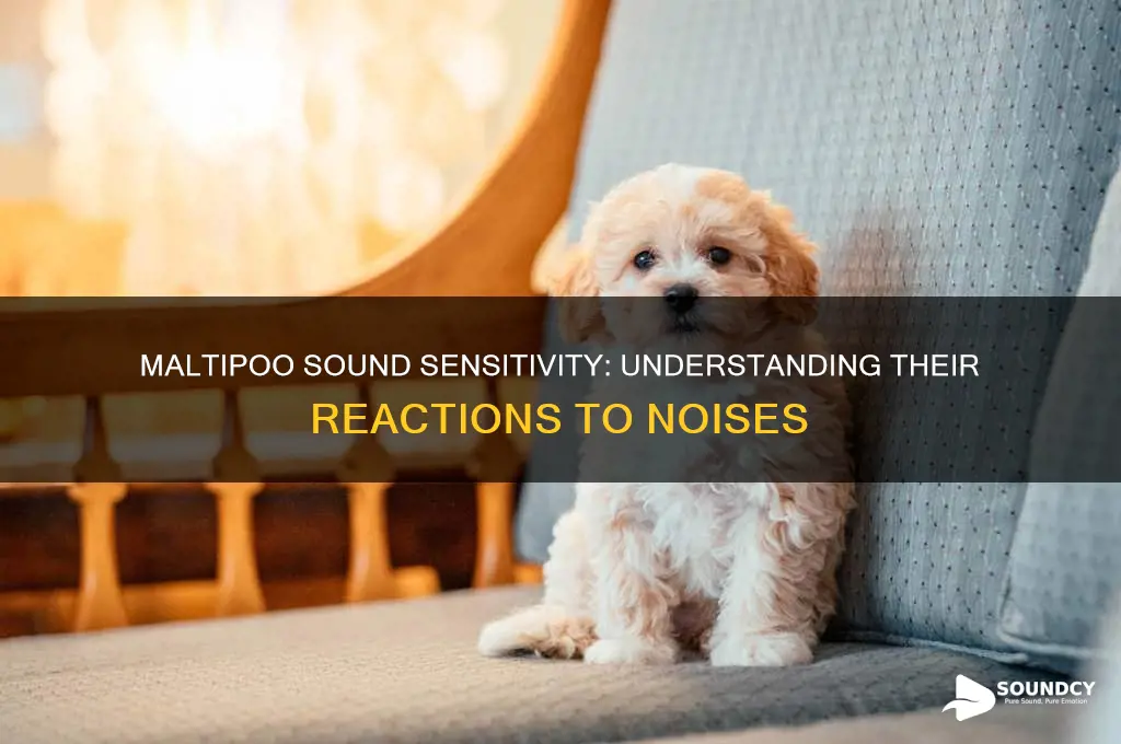 how maltipoo dogs react to sounds