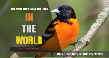 Exploring the Astonishing Diversity of Global Bird Sounds and Calls