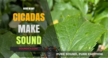 Unveiling the Buzz: How Many Cicadas Create Their Signature Summer Sounds