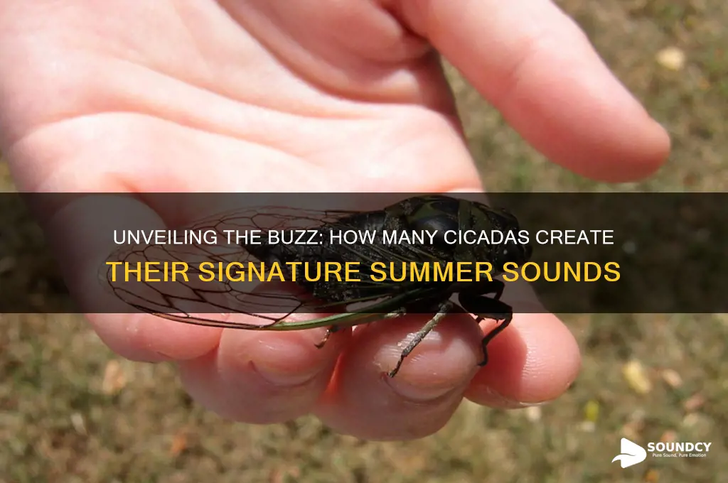 how many cicadas make sound