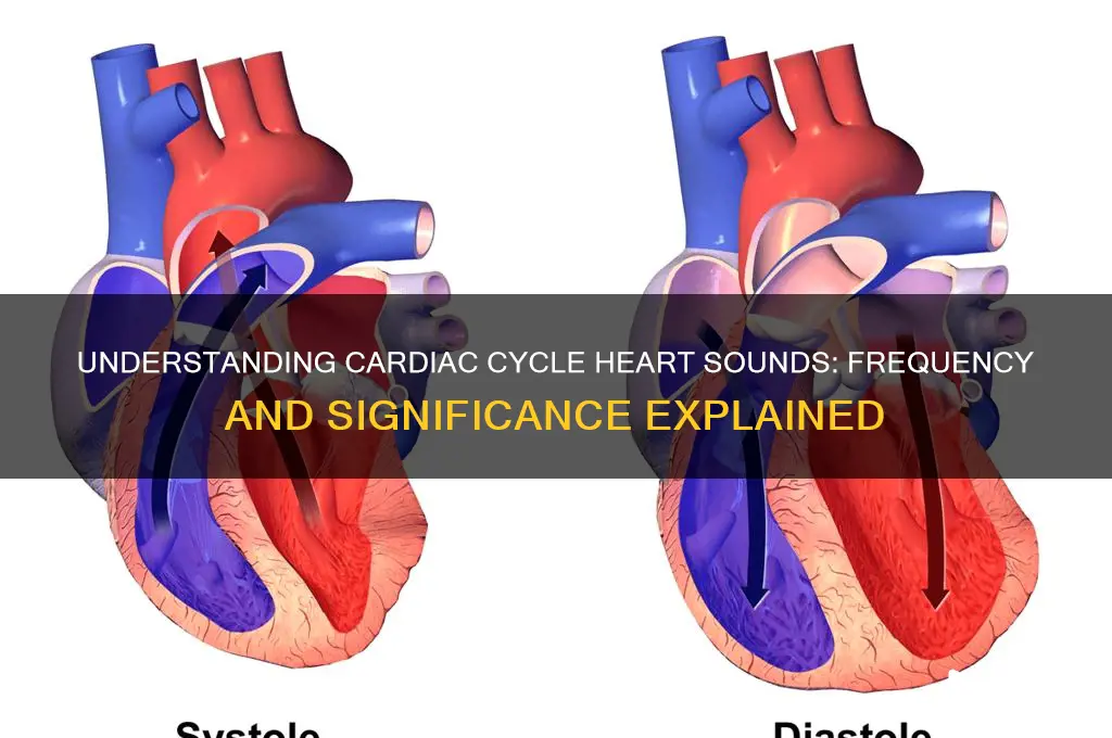 how many hearr sounds occur during each carfiac cycle