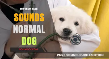 Understanding Normal Heart Sounds in Dogs: A Comprehensive Guide