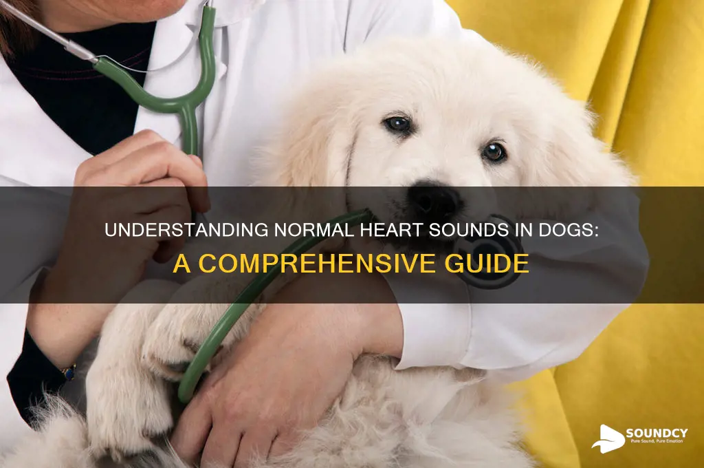how many heart sounds normal dog
