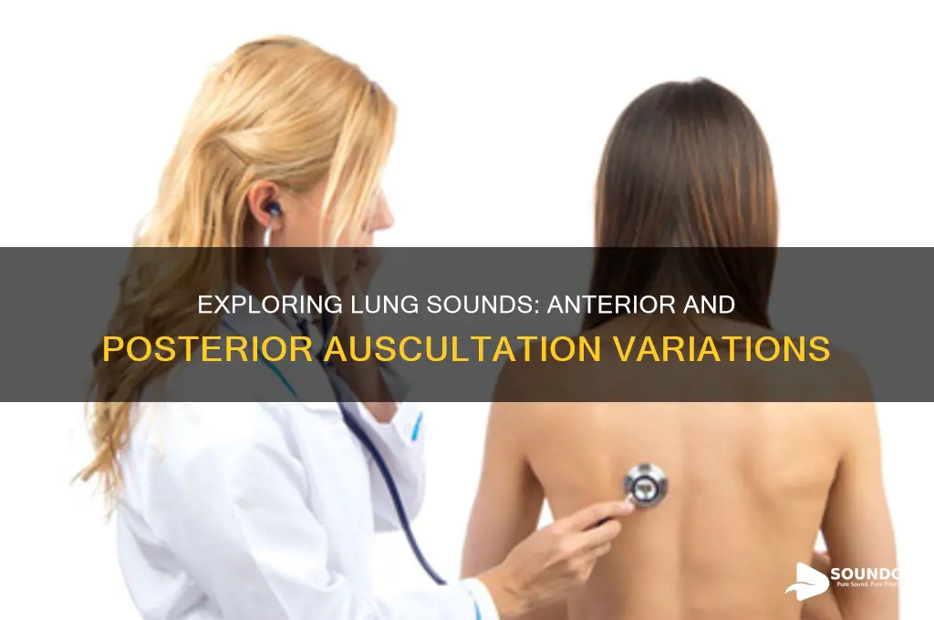 how many lung sounds are auscultated anteriorly and posteriorly