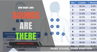 Exploring the Variety of Lung Sounds: A Comprehensive Guide