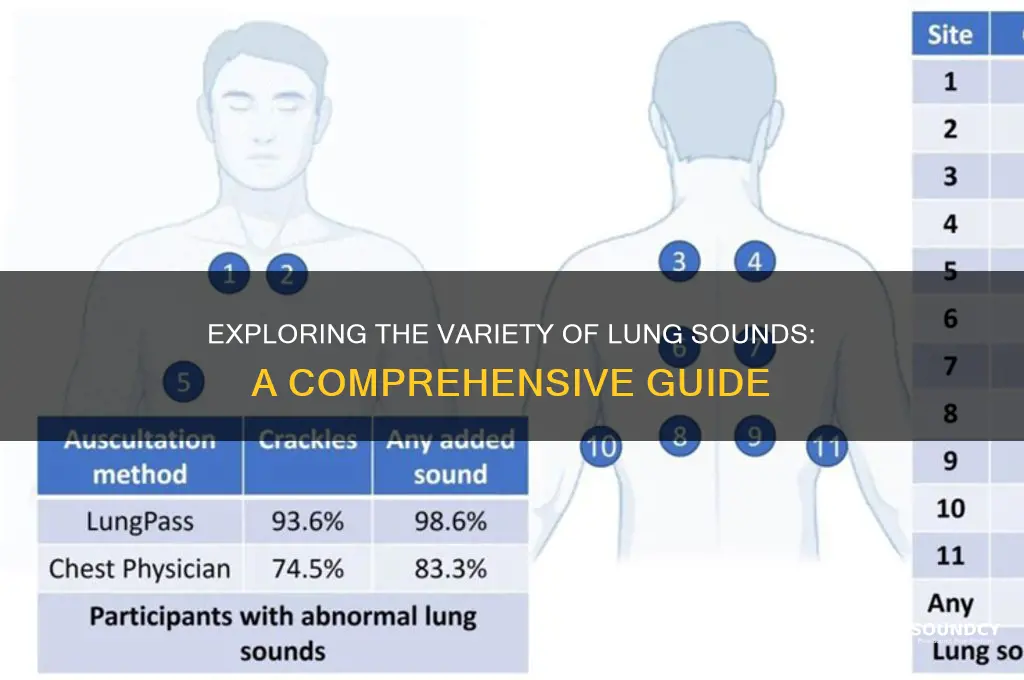 how many lung sounds are there