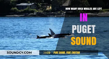 Puget Sound's Orca Population: Current Numbers and Conservation Efforts