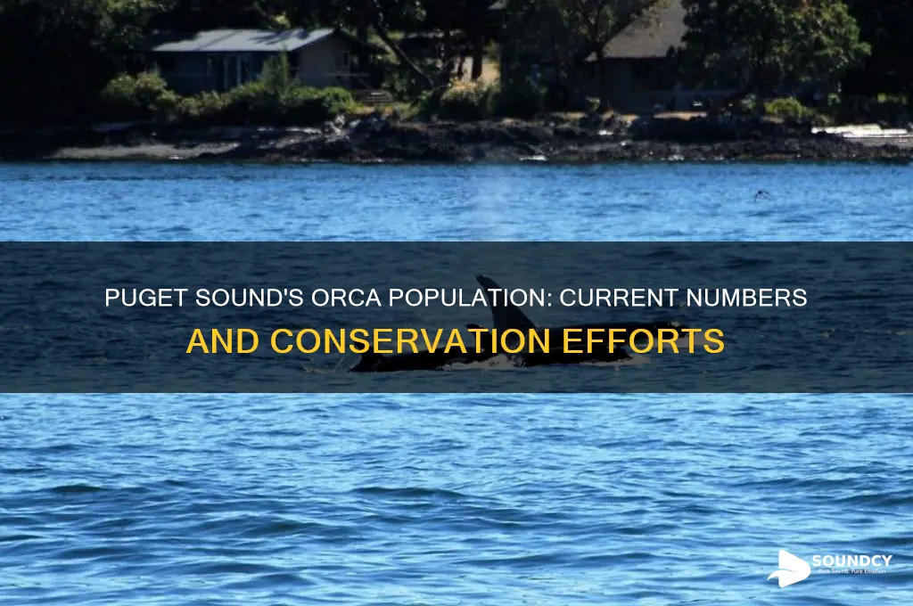 how many orca whales are left in puget sound
