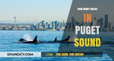 Puget Sound's Orca Population: Current Numbers and Conservation Efforts