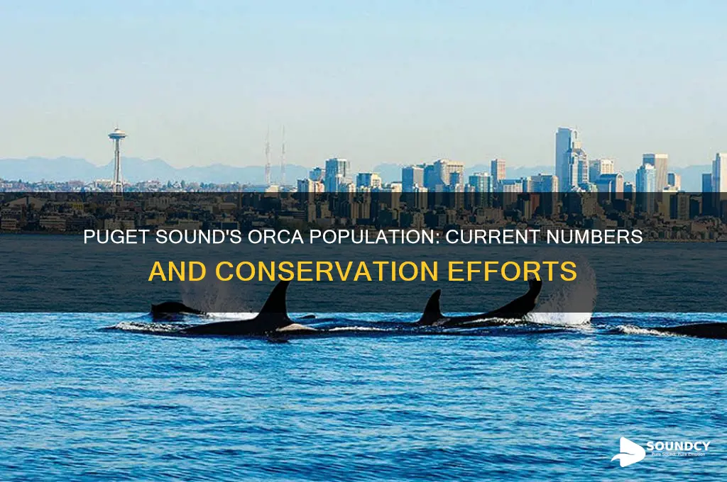 how many orcas in puget sound